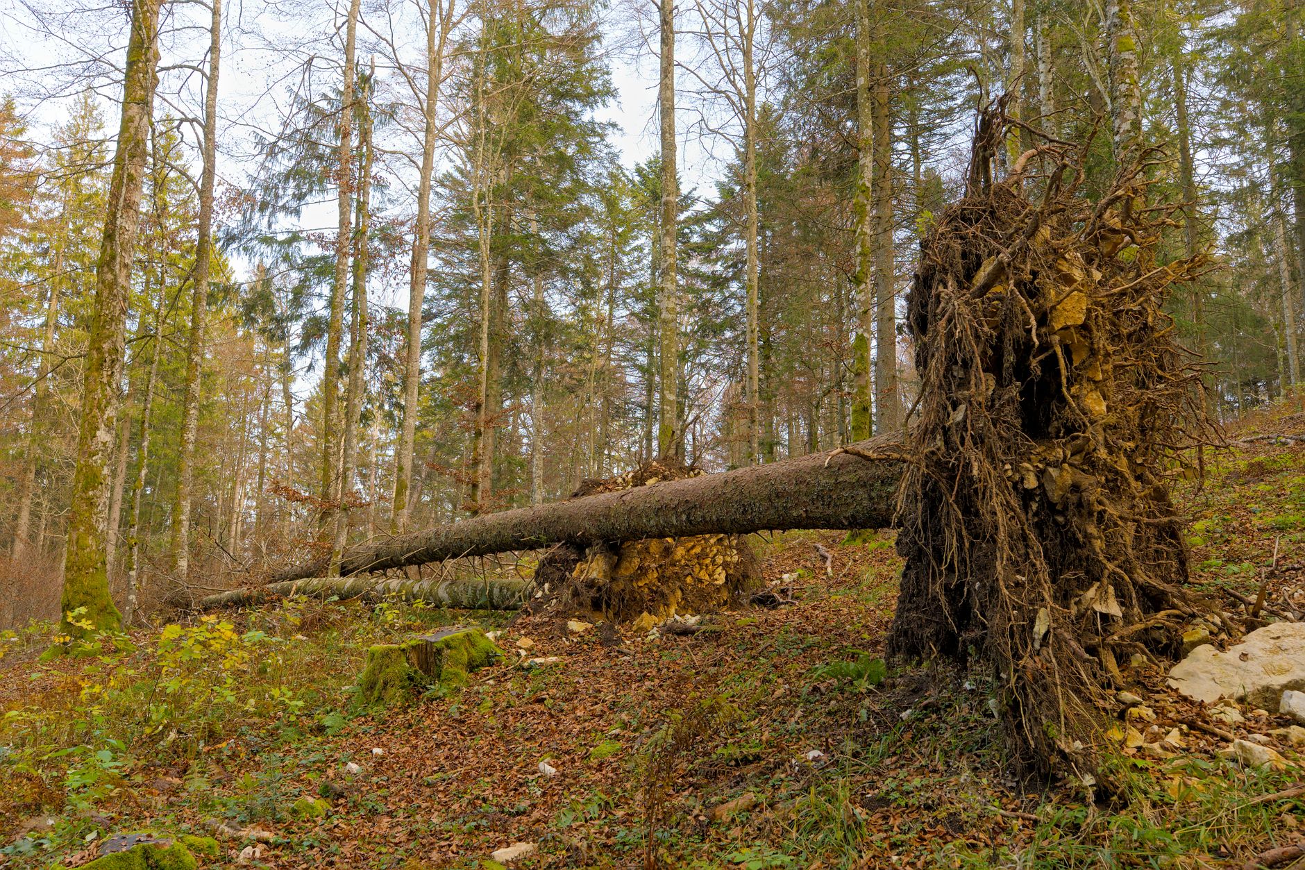 Enlèvement arbre urgence équipe à Le Port